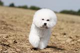 BICHON FRISE 102